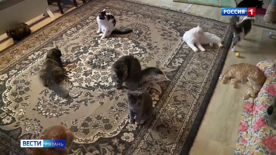 Срочно ищут дом животные из приюта в Рязани