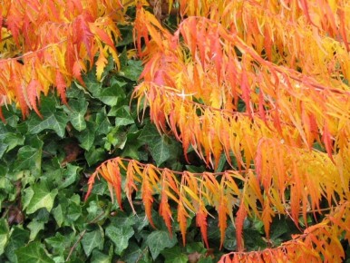 Три осенних кустарника, которые сделают ваш сад настоящим произведением искусства