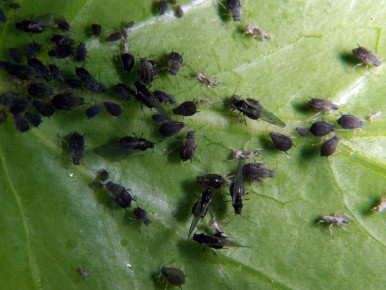 Нашатырь в борьбе с вредителями: старый, но надежный помощник для каждого огородника