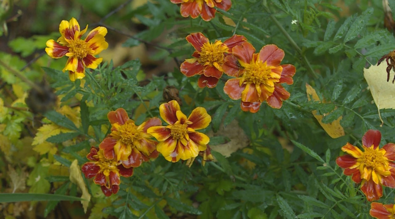 Для рязанцев началась новая рабочая неделя