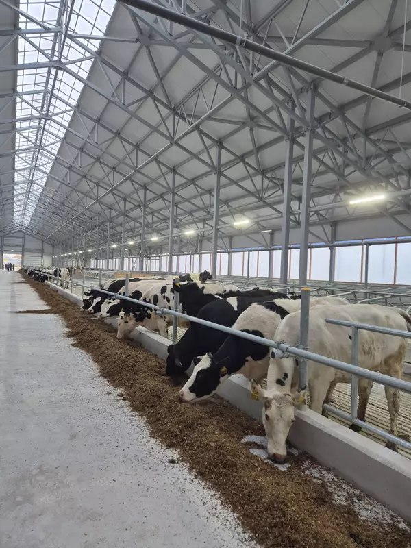 1 В Рязанской области запущен новый блок молочной фермы на племзаводе «Дмитриево»