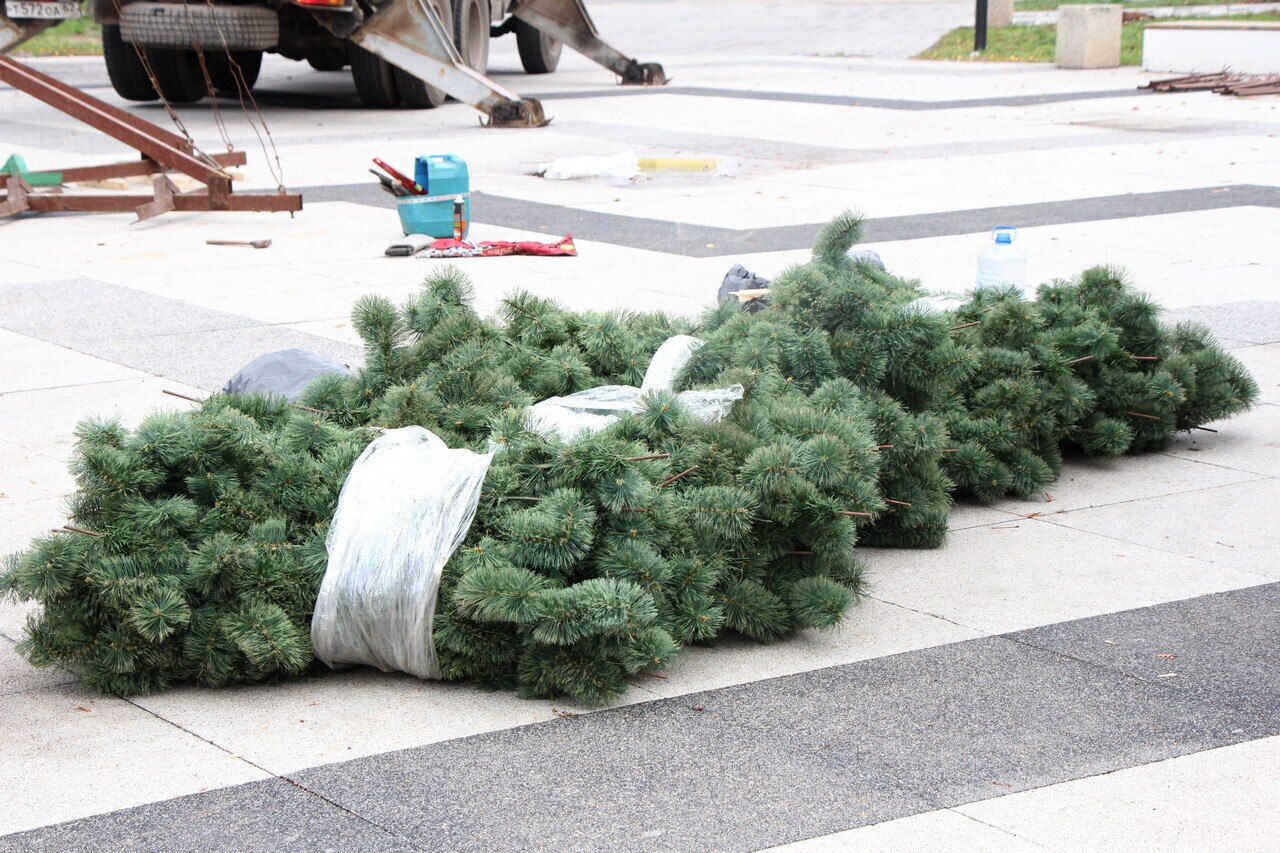 В областном центре началась установка новогодних елей в рамках подготовки к праздничным мероприятиям В областном центре началась установка новогодних елей в рамках подготовки к праздничным мероприятиям
