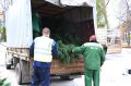 В областном центре началась установка новогодних елей в рамках подготовки к праздничным мероприятиям