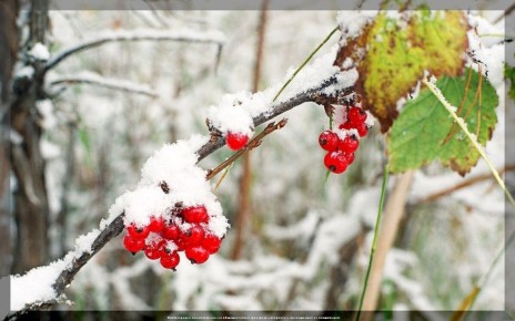 Осенние секреты ухода за смородиной: как подготовить кусты к зиме и обеспечить богатый урожай