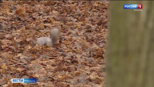 Рязанцы все чаще замечают белок в центре города