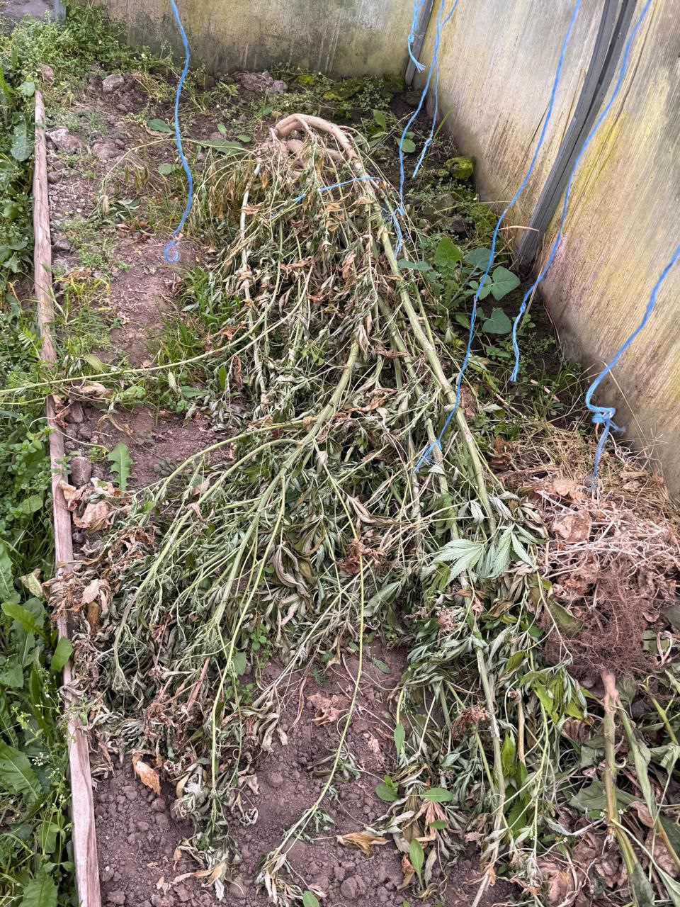 В Рязанском районе сотрудники полиции изъяли крупную партию марихуаны, обрез ружья и винтовку с патронами В Рязанском районе сотрудники полиции изъяли крупную партию марихуаны, обрез ружья и винтовку с патронами