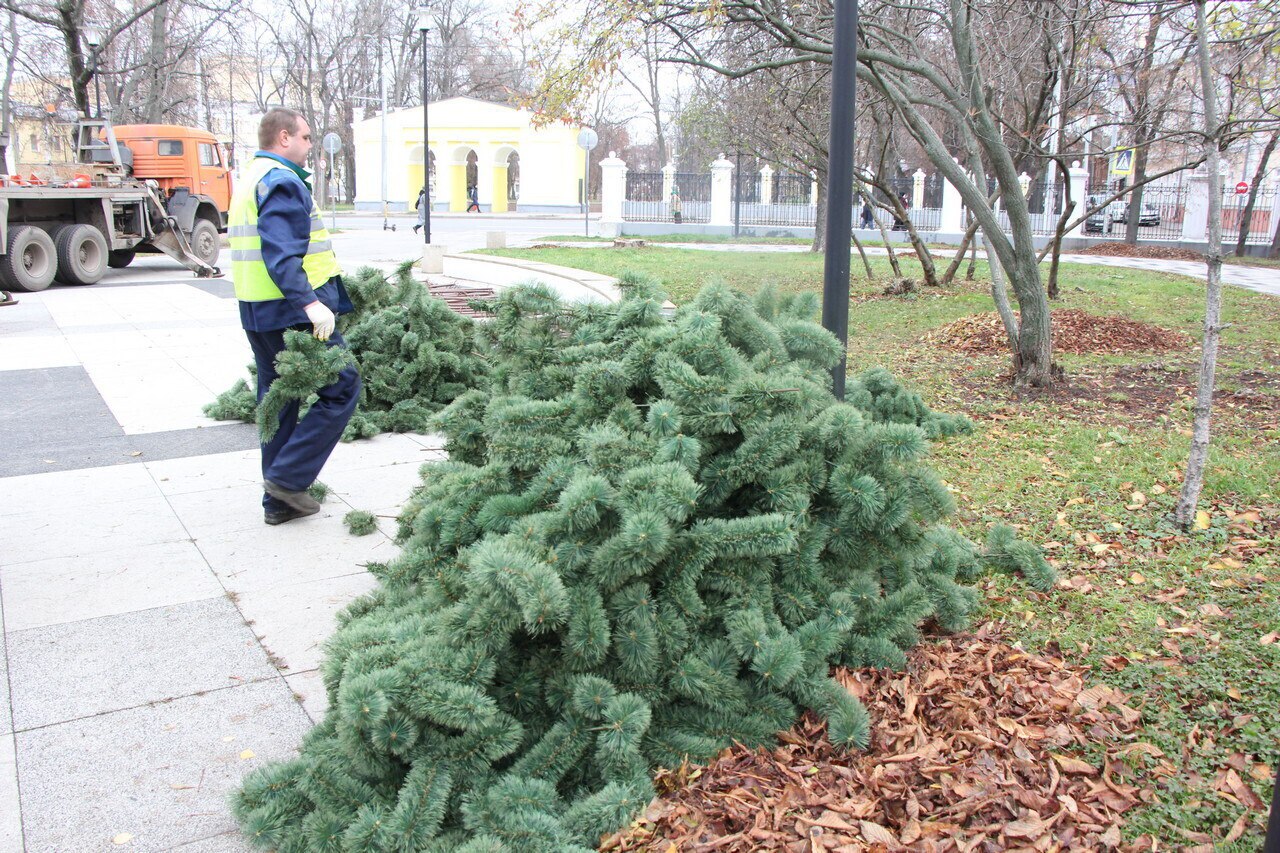 В областном центре началась установка новогодних елей в рамках подготовки к праздничным мероприятиям В областном центре началась установка новогодних елей в рамках подготовки к праздничным мероприятиям