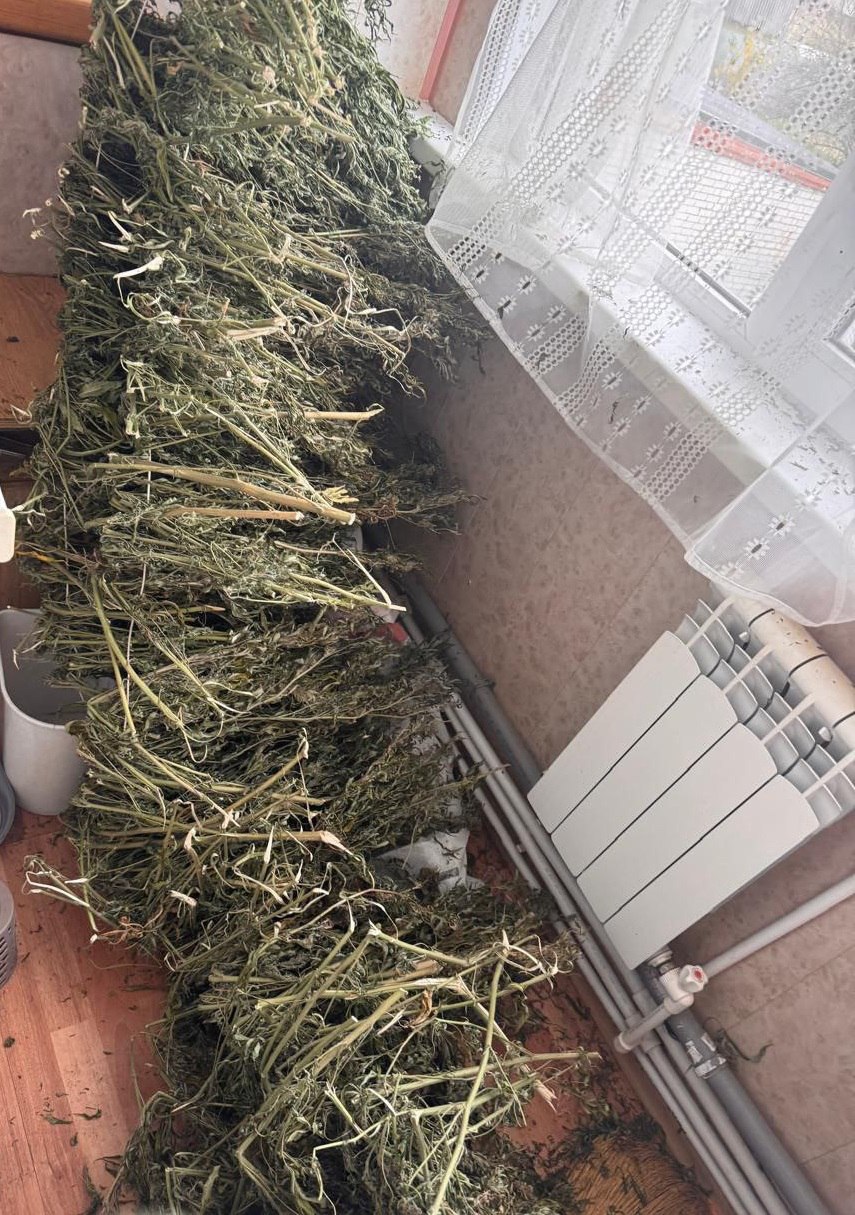 В Рязанском районе сотрудники полиции изъяли крупную партию марихуаны, обрез ружья и винтовку с патронами В Рязанском районе сотрудники полиции изъяли крупную партию марихуаны, обрез ружья и винтовку с патронами