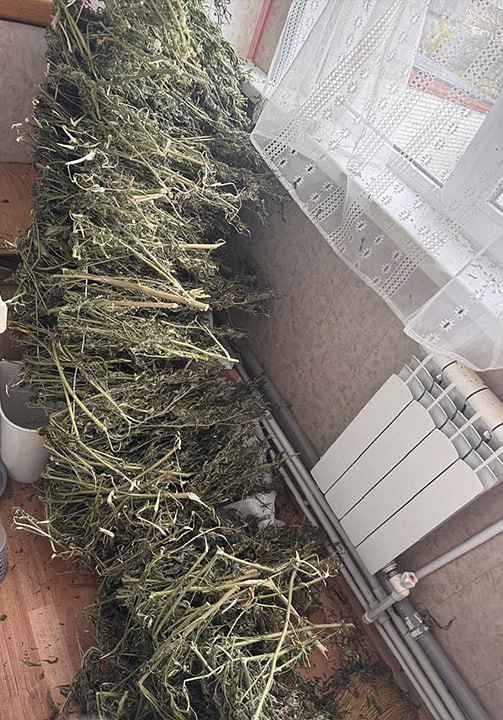 Почти 9 кг конопли и марихуаны, обрез ружья и винтовку с патронами изъяла рязанская полиция у экс-супругов Почти 9 кг конопли и марихуаны, обрез ружья и винтовку с патронами изъяла рязанская полиция у экс-супругов