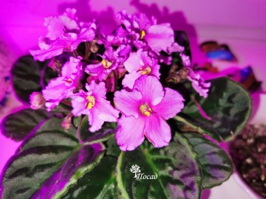 Как правильно выбрать грунт для фиалок