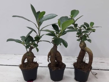 Неожиданные зеленые гости: что делать с новыми растениями в доме?