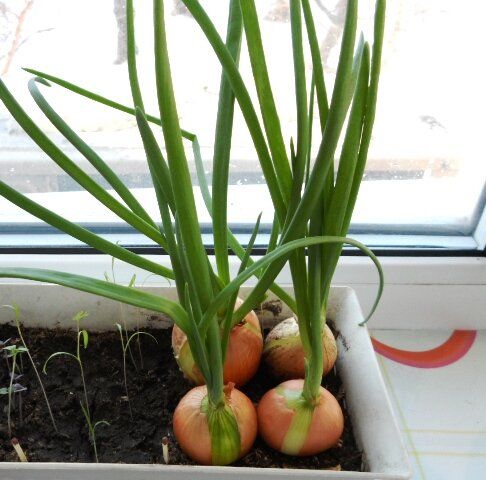 Как легко вырастить зеленый лук на подоконнике