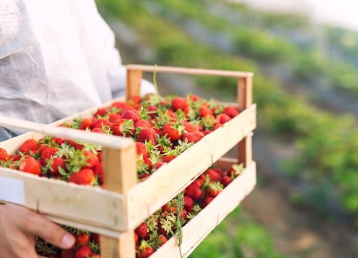 Как позаботиться о клубнике в августе и гарантировать богатый урожай