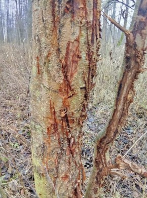 В Спасском районе за селом Веретье в сторону Кудома при патрулировании леса инспекторы наткнулись на необычное дерево