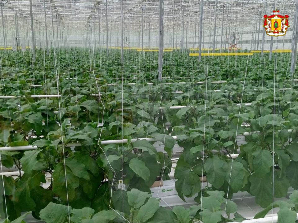 В Рязанской области выросло производство тепличных овощей