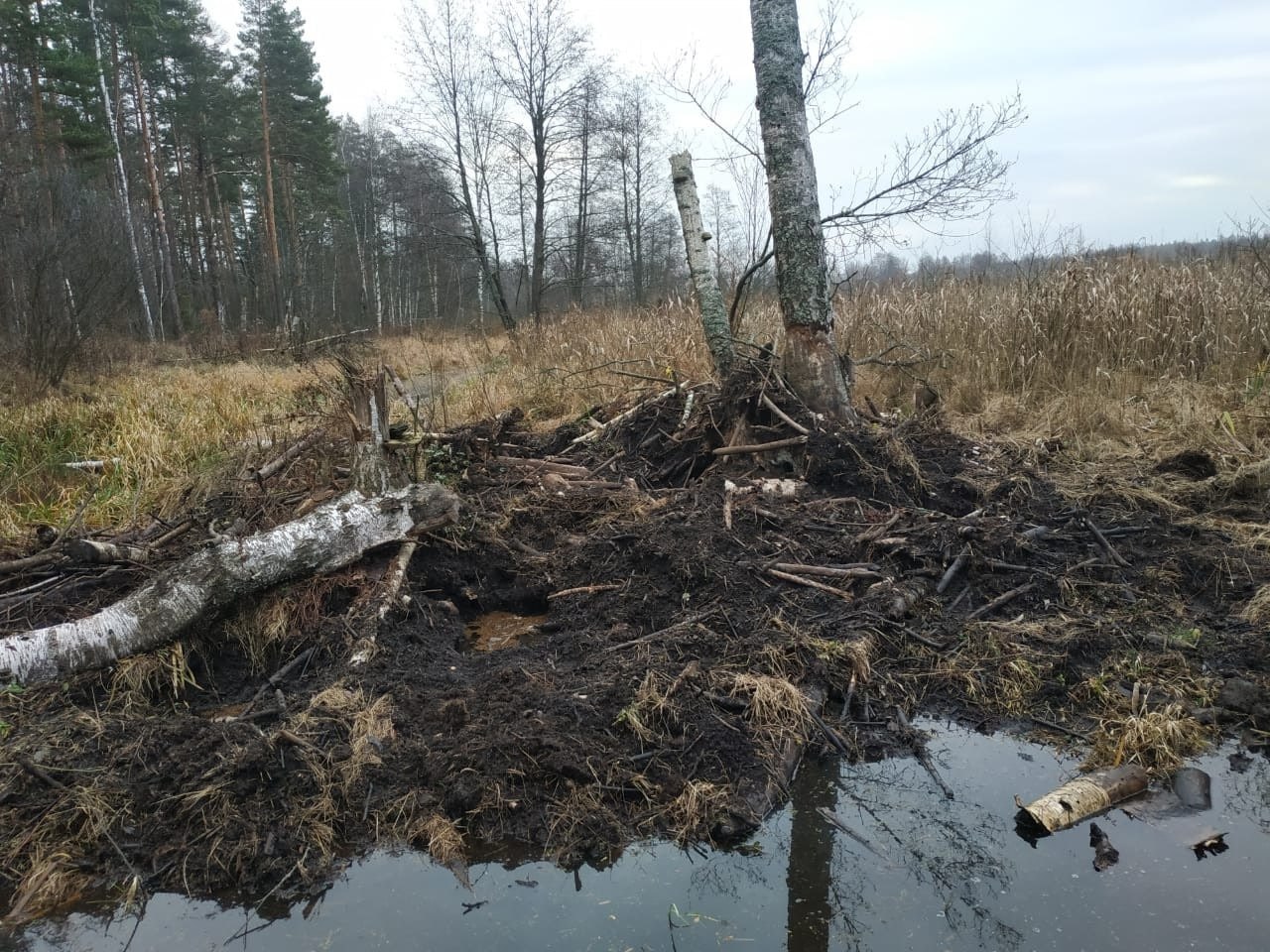 В Спасском районе за селом Веретье в сторону Кудома при патрулировании леса инспекторы наткнулись на необычное дерево В Спасском районе за селом Веретье в сторону Кудома при патрулировании леса инспекторы наткнулись на необычное дерево