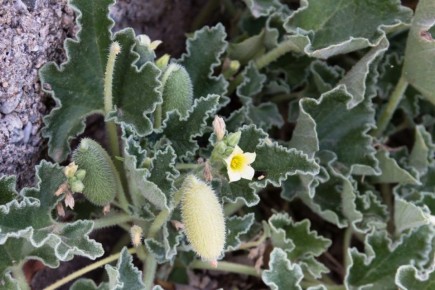 Семена-герои: удивительные способы их распространения в мире растений