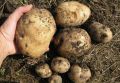 Как натуральная подкормка может вдвое увеличить урожай картофеля