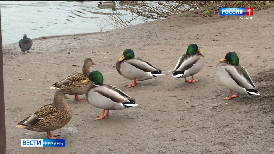 Почему нельзя кормить уток осенью