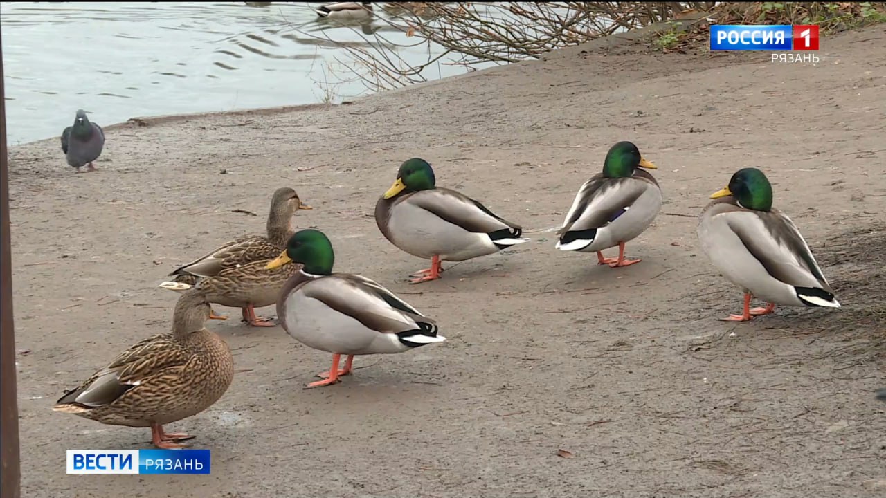 Почему нельзя кормить уток осенью