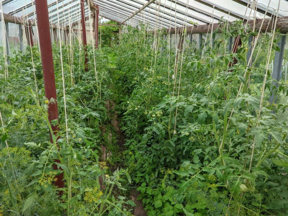 Эффективная защита томатов: перекись водорода против фитофторы