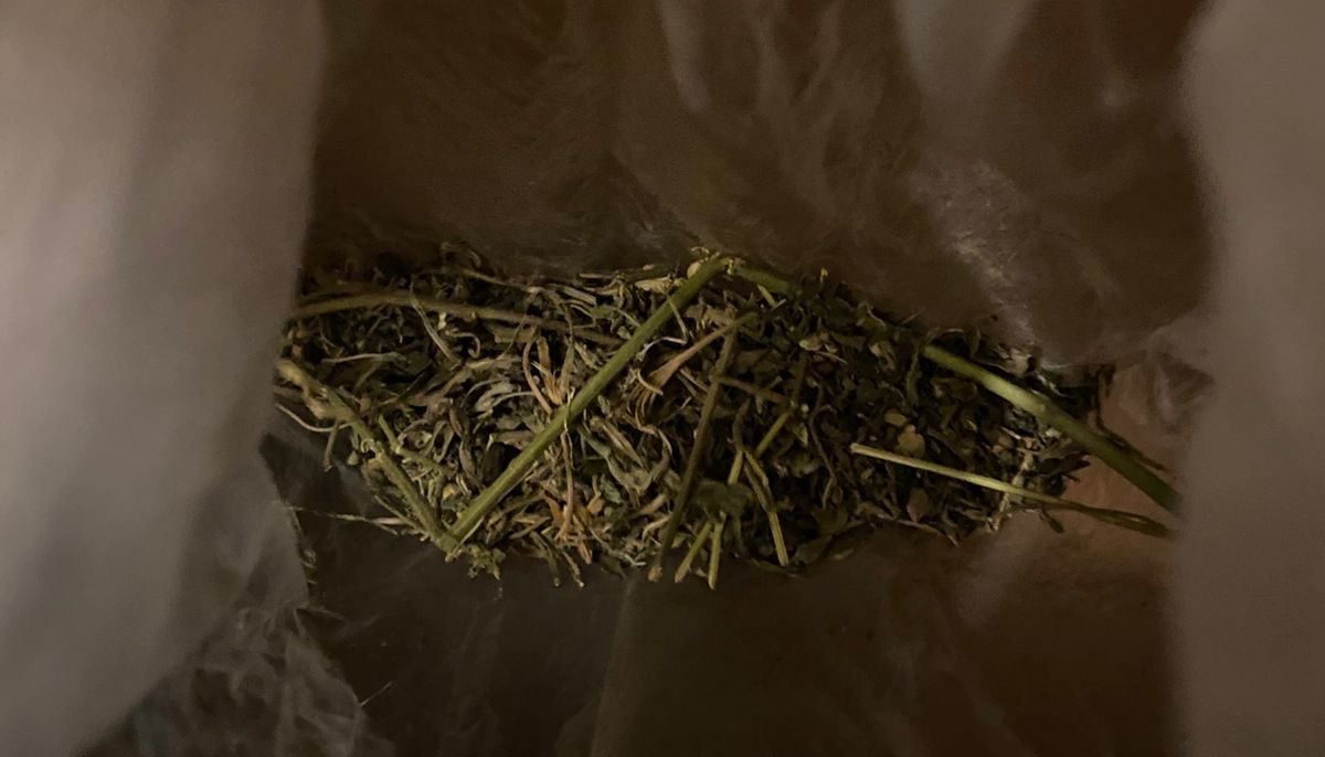 Полицейские задержали в городе Шацке злоумышленника, подозреваемого в незаконном изготовлении и хранении марихуаны Полицейские задержали в городе Шацке злоумышленника, подозреваемого в незаконном изготовлении и хранении марихуаны