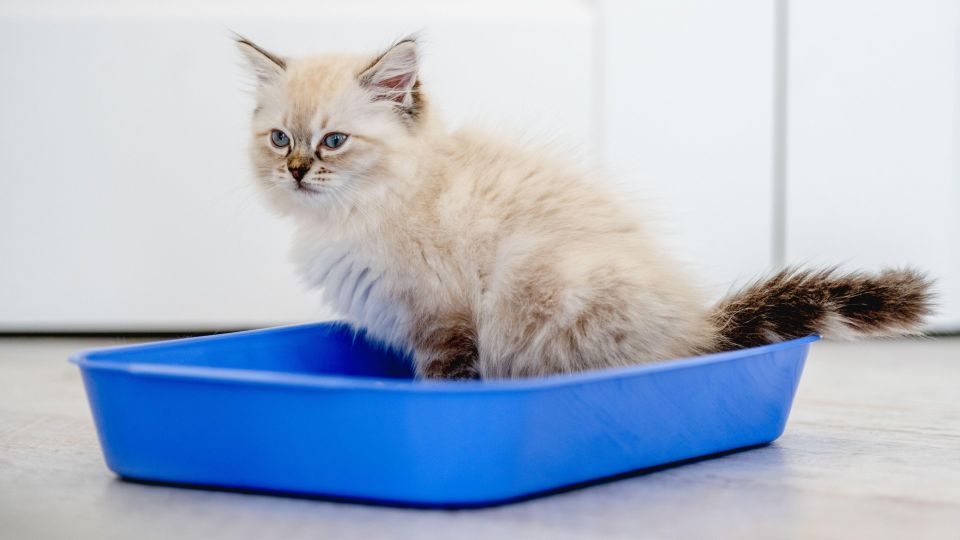 Кошачий лоток будет благоухать круглые сутки: чудо-средство уничтожит вонючий налет