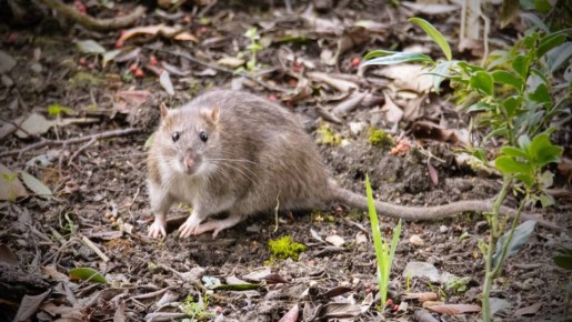 Не дайте мышам шансов: эффективные меры по предотвращению нашествия