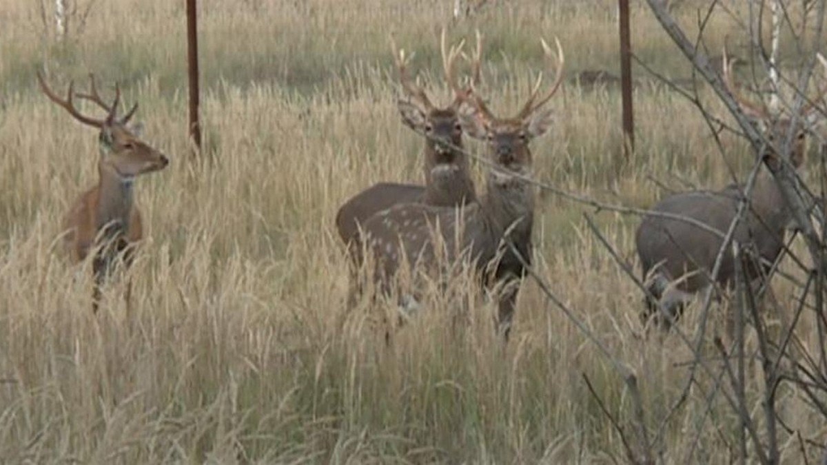 В Кадомском районе на бруцеллез проверят 400 пятнистых оленей