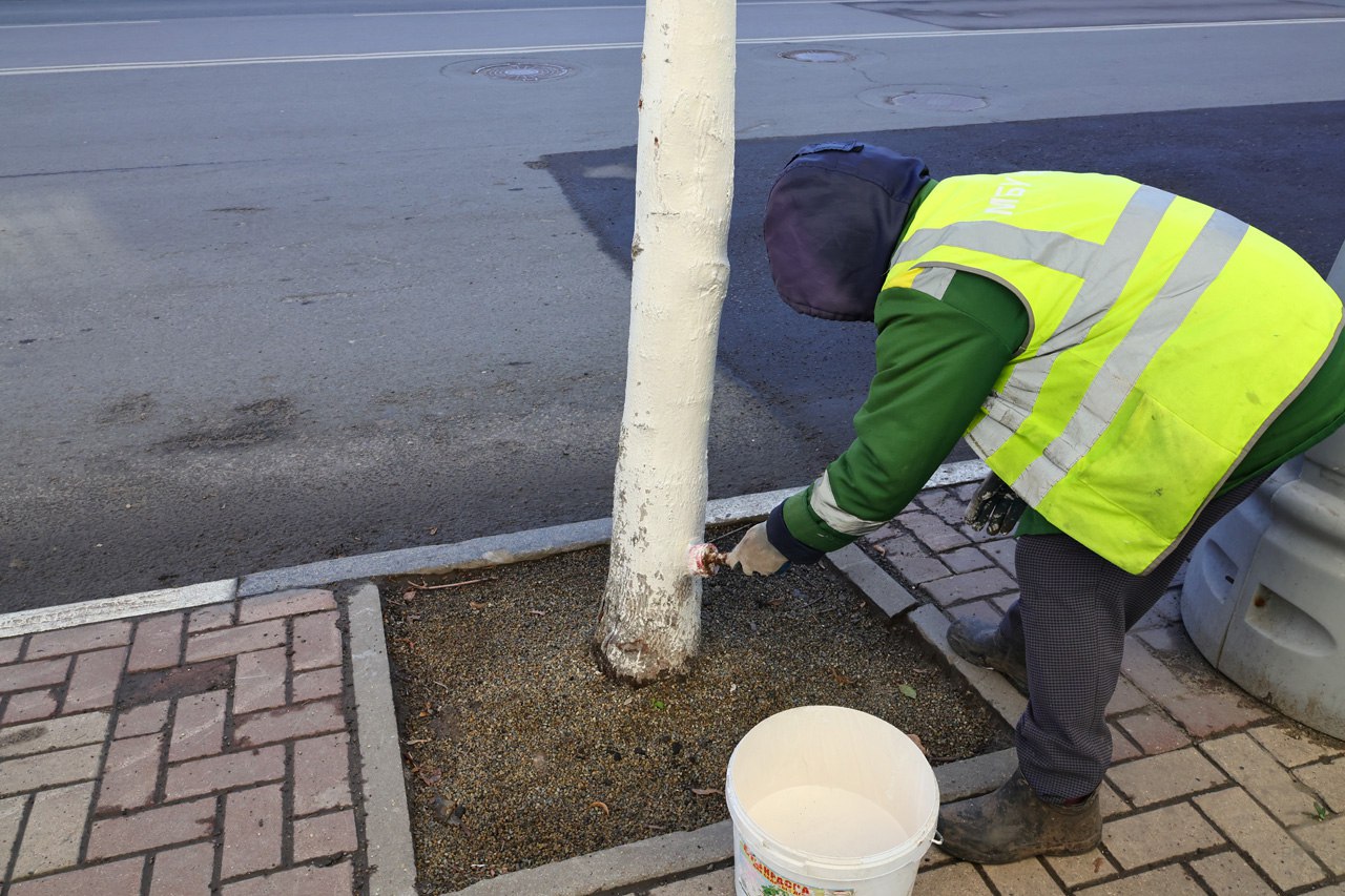 Рязанские коммунальные службы начали белить деревья Рязанские коммунальные службы начали белить деревья