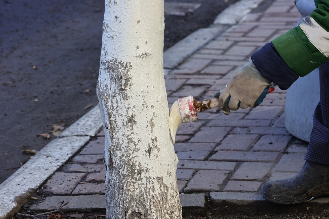 Рязанские коммунальные службы начали белить деревья Рязанские коммунальные службы начали белить деревья