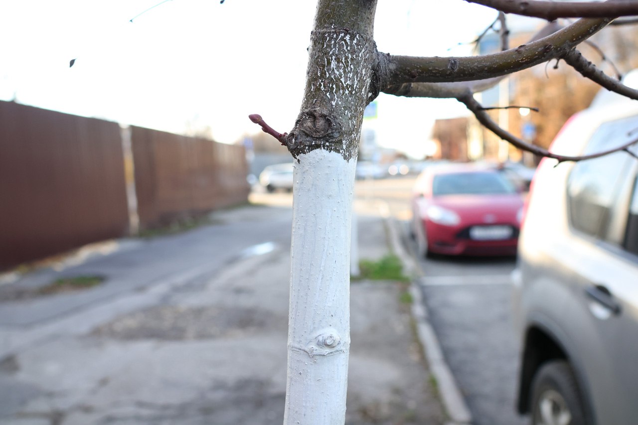 Рязанские коммунальные службы начали белить деревья Рязанские коммунальные службы начали белить деревья