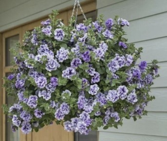 Сохраните красоту: зимовка ампельных петуний