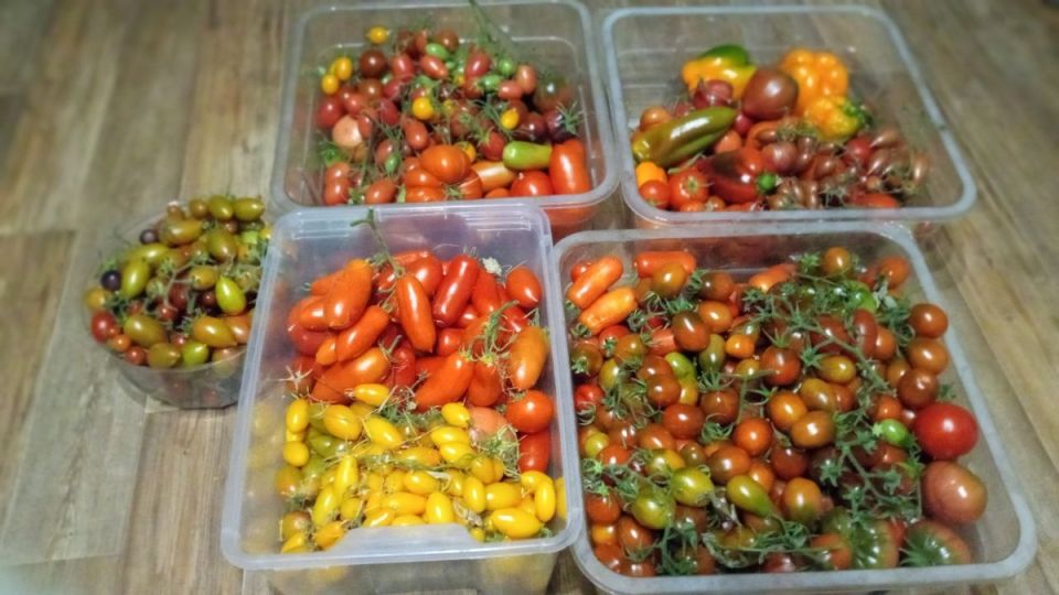 Открытая теплица: почему эксперты советуют оставить её без крыши