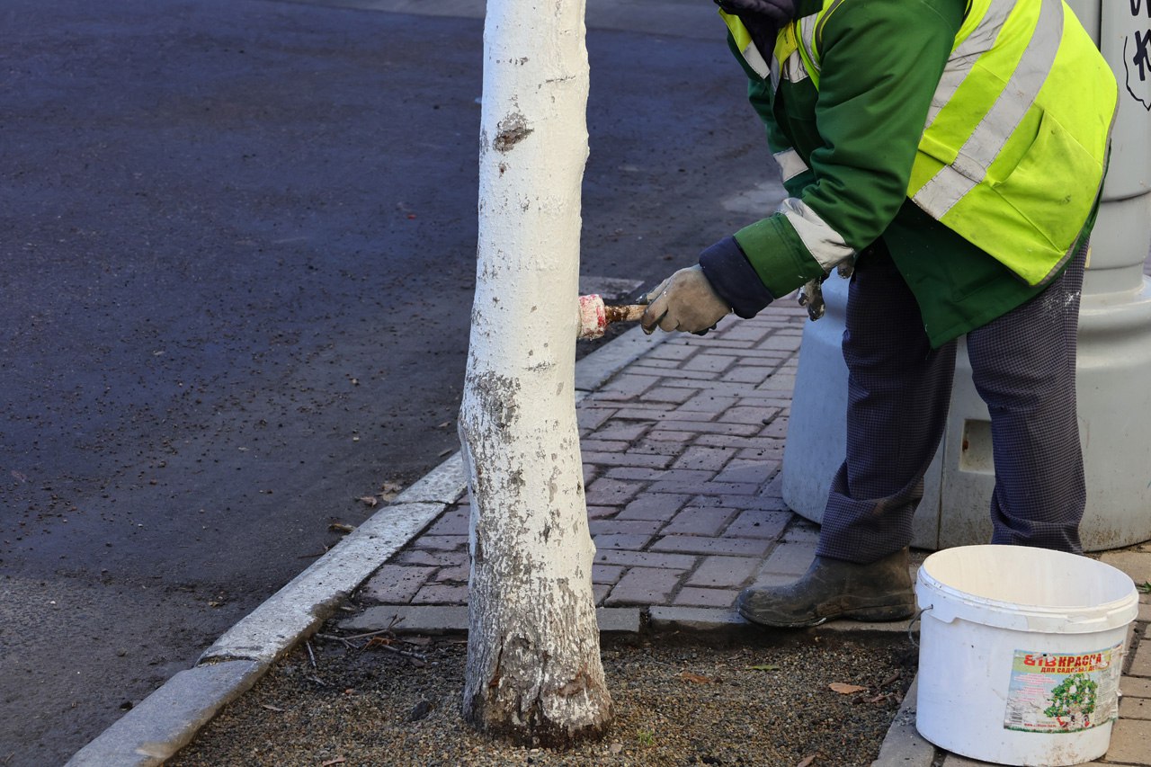 Рязанские коммунальные службы начали белить деревья Рязанские коммунальные службы начали белить деревья