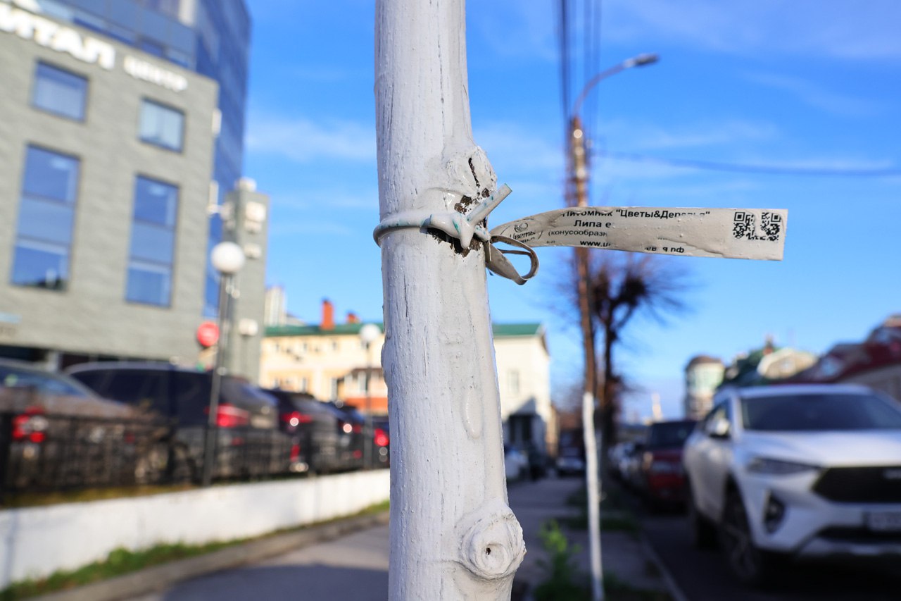 Рязанские коммунальные службы начали белить деревья Рязанские коммунальные службы начали белить деревья