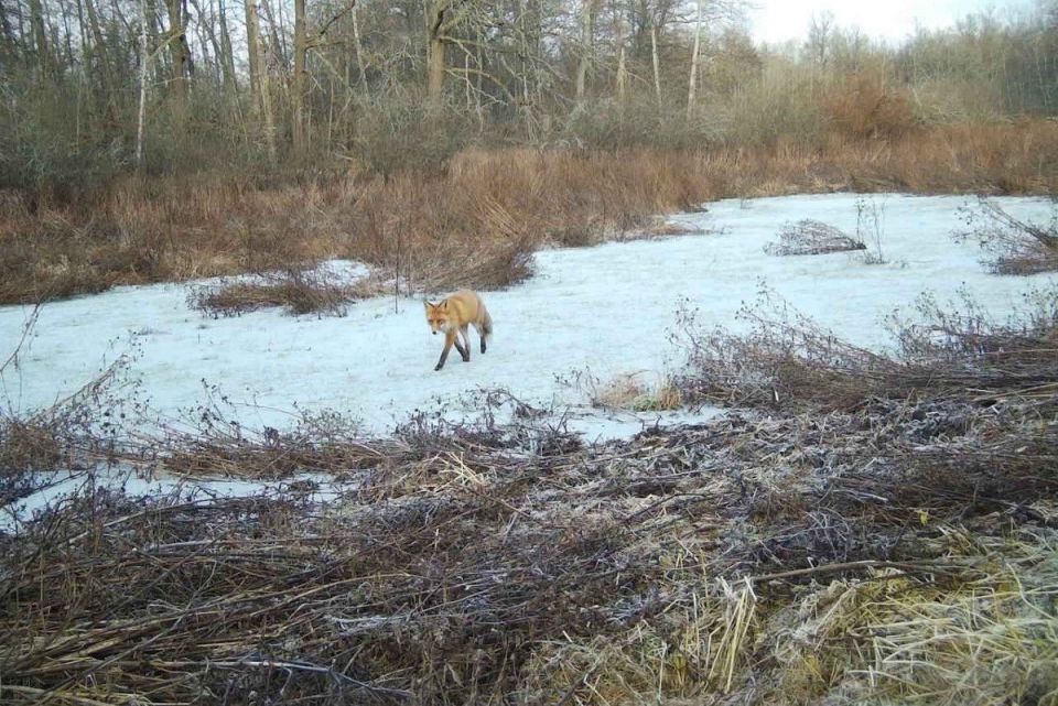 Лось и лисица попали в фотоловушку Окского заповедника