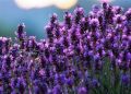 Лаванда в вашем саду: природа расслабления и красоты