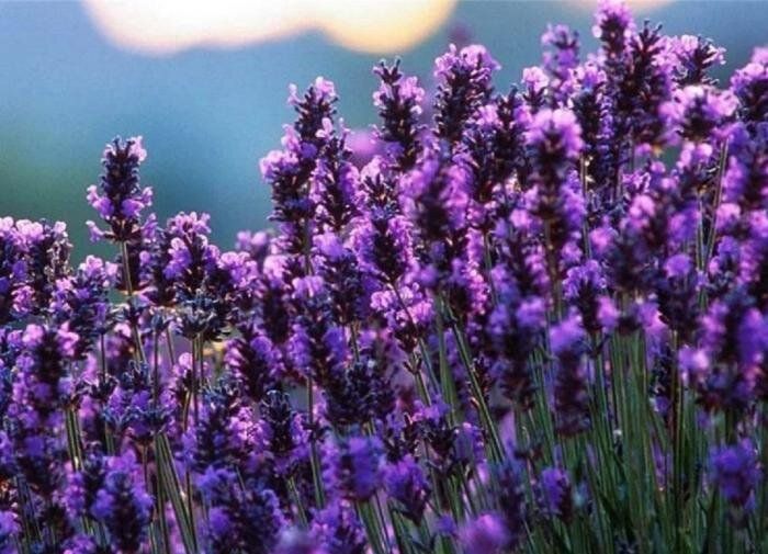 Лаванда в вашем саду: природа расслабления и красоты