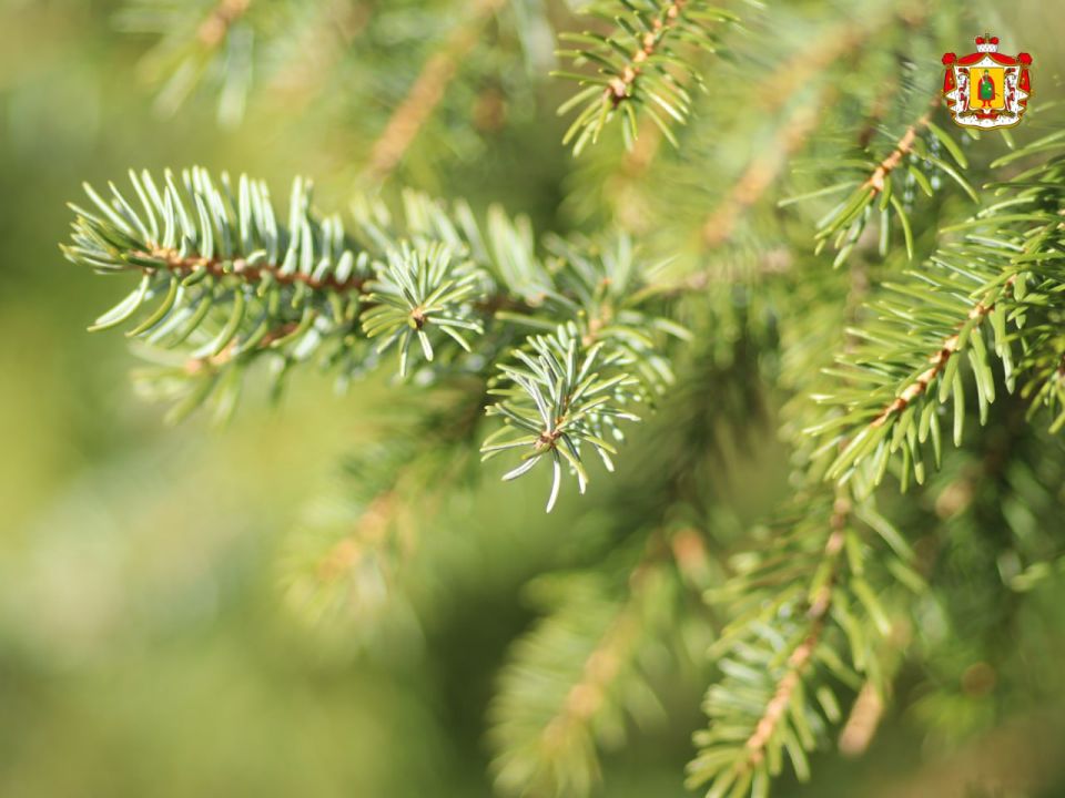 В Рязанской области высадили около шести миллионов саженцев сосны