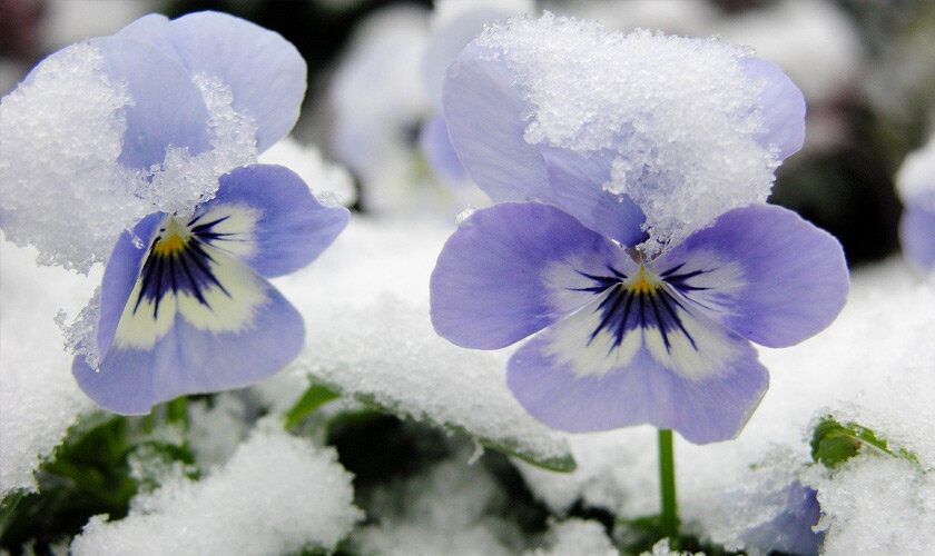 Как правильно ухаживать за виолой, цветущей даже в ноябре