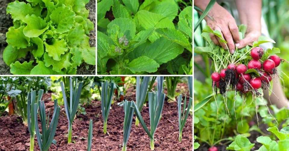 Июльская грядка: пора собирать урожай и радовать близких