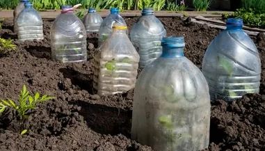 Как пластиковые бутылки становятся спасением для весенних саженцев