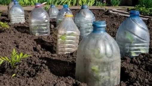 Как пластиковые бутылки становятся спасением для весенних саженцев