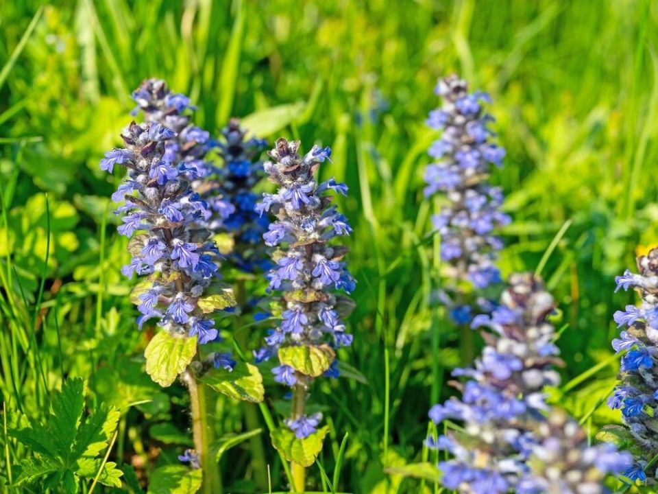 Живучка ползучая: маленький целебный гигант