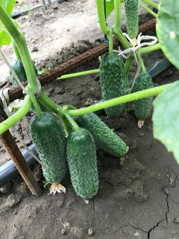Почему завязи огурцов опадают: главные причины и рекомендации