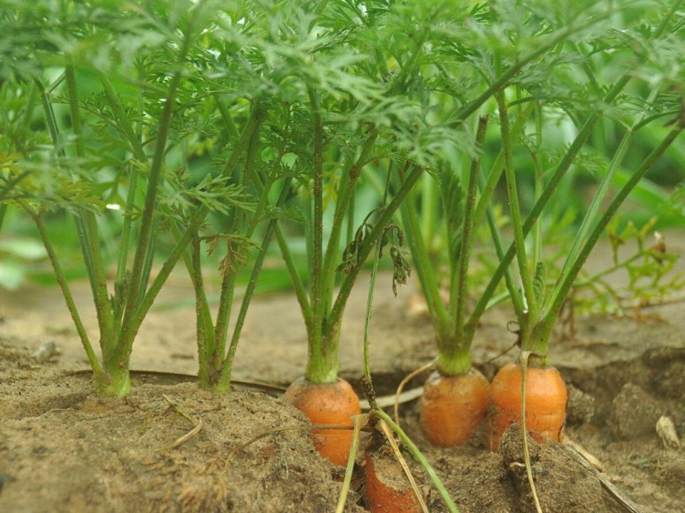 Секреты успешного посева моркови в 2025 году
