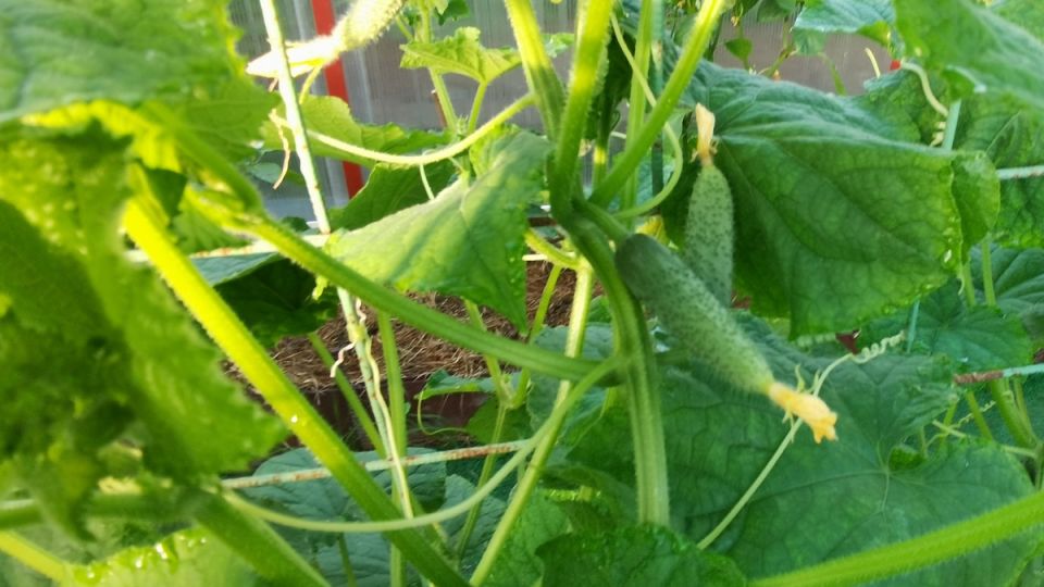 Как правильно подвязывать огурцы: секреты и советы для отличного урожая