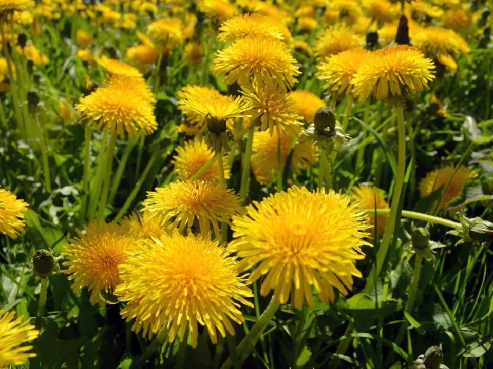 Одуванчик: неожиданный помощник в саду и на кухне