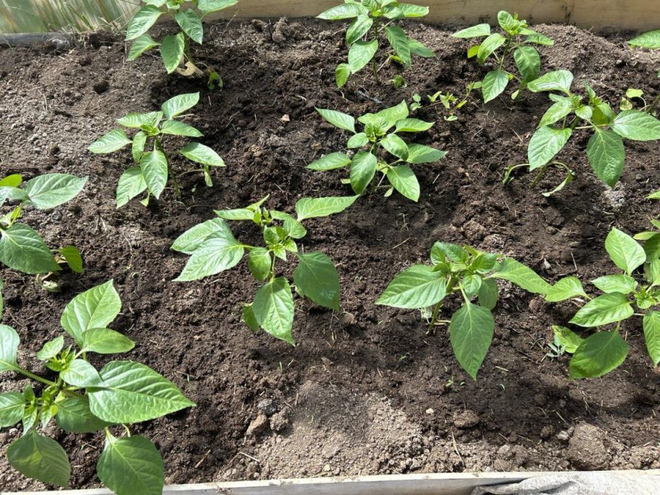 Почему рассада перца может потерять листья и как избежать проблем